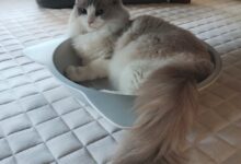 ひんやり