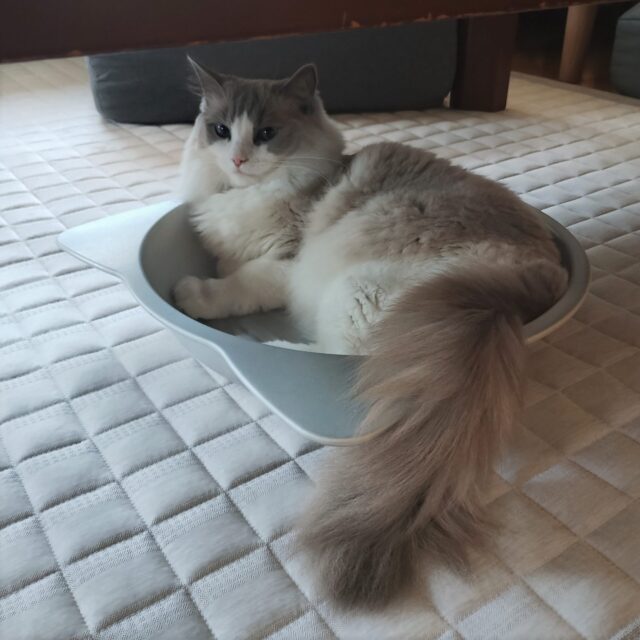 ひんやり