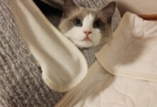 今日もおやすみ