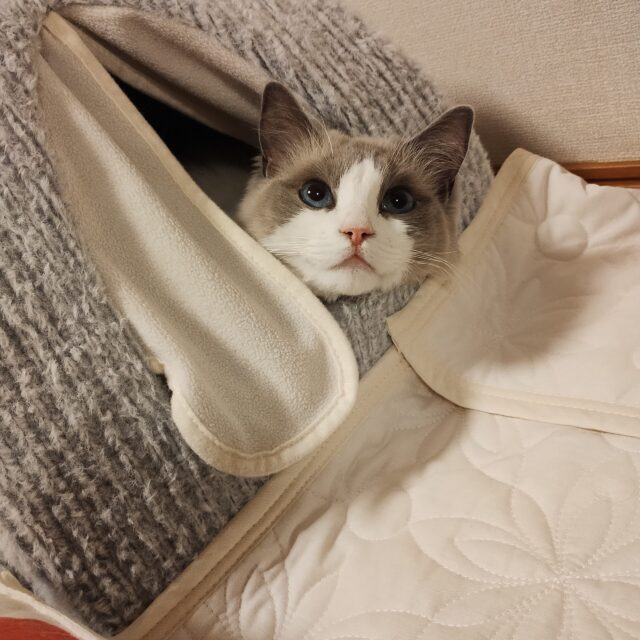 今日もおやすみ