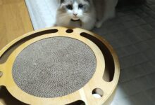 箱入り