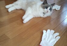 残念でした