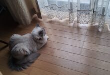 妹を待つ朝