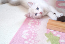 小さな狩人の一日