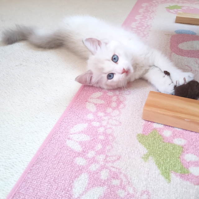 小さな狩人の一日