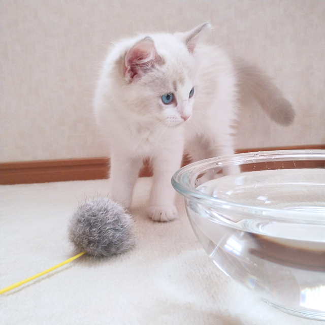 みずたまり