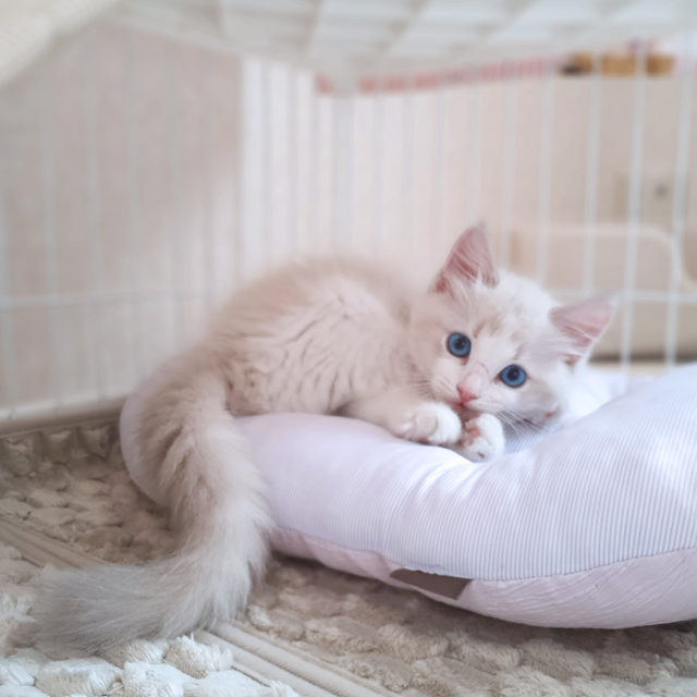 ここがわたしのおうち