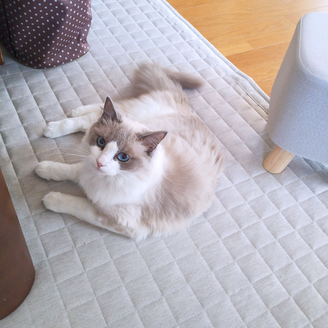 ゆきが来て２週間