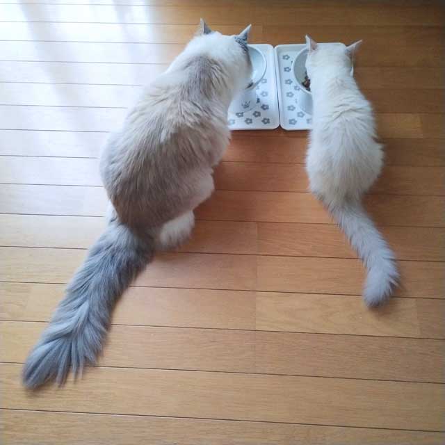 朝ごはんのあと