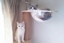 ゆきが来て一カ月