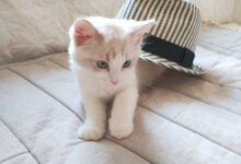 帽子の季節