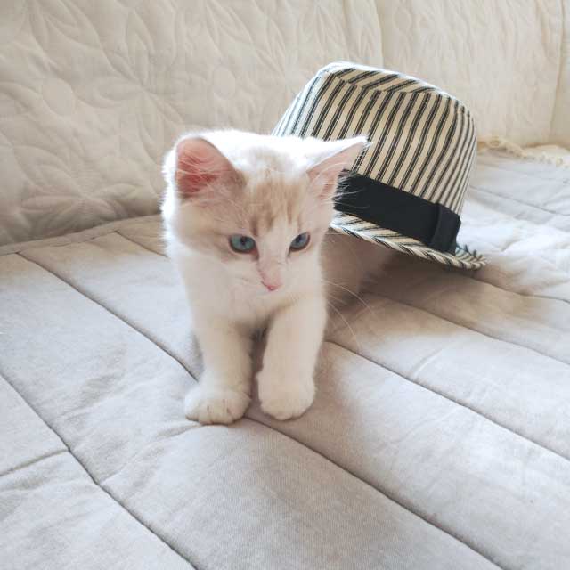 帽子の季節