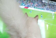 試合結果をお姉ちゃんに報告