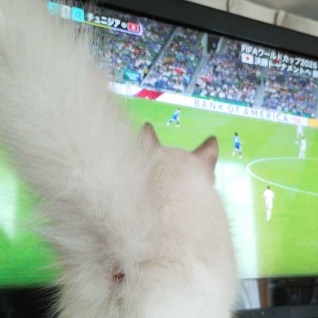 試合結果をお姉ちゃんに報告