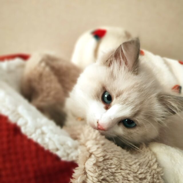 青いひとみ