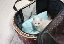 でもやっぱり不安