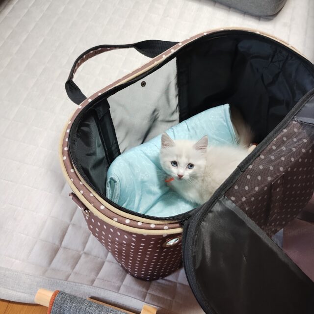 でもやっぱり不安