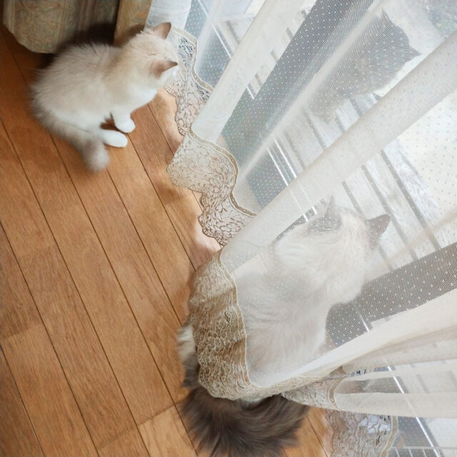 とらちゃんきたー！
