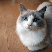 はな