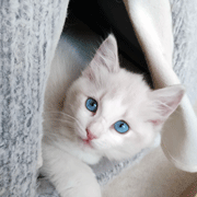 ゆき